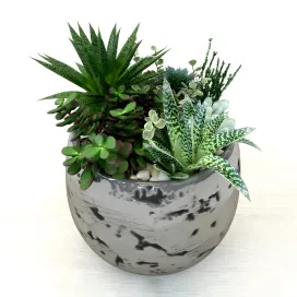 Pots with plants succulents